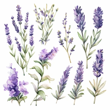 Watercolor Lavender Clipart - Pre-made clipart