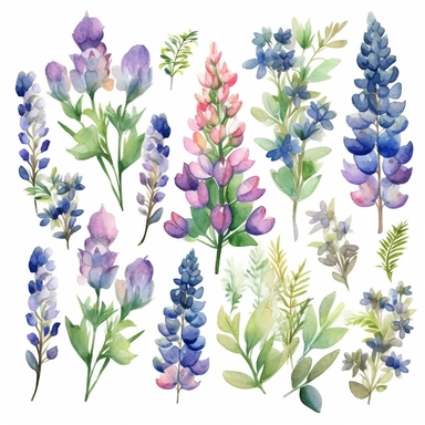 Watercolor Lupine Clipart - floral bluebonnet flowers and bouquets in PNG format instant download for commercial use