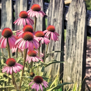 echinacea plant, against a old wood rail fence , clipart, vintage, watercolor style, hyper hd--q2--v5.1