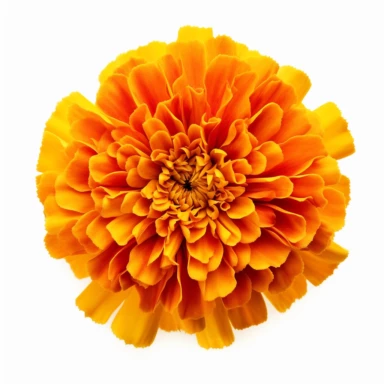 single full bloom marigold clipart, hd, isolated on white background, spaced out , ar 3:2 s 1000