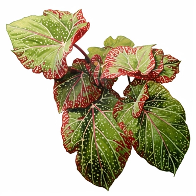 Clipart, Polka Dot Begonia's, Plantae, Tracheophytes Raddi, is a tropical plant native to southeast Brazil. It has green oblong leaves in shaped of angel wing, in a vibrant olive green color, deep red purple undersides of leaves and polka dot finishes on top. It has silver spots on its surface and a crimson reddish underside