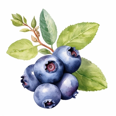 A delightful watercolor illustration and clipart of a blueberry, presented against a clean white background. The watercolor technique beautifully captures the vibrant blue hue of the blueberry, with subtle variations and soft brushstrokes that highlight its plumpness and juiciness. The illustration showcases the intricate details of the blueberry, from its round shape to the tiny crown-like structure on top. The white background provides a striking contrast, allowing the rich color of the bluebe