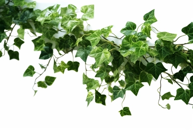 ivy png clipart royalty free, in the style of focus on joints/connections, qing dynasty, selective focus, high quality photo, minimalistic compositions, traditional vietnamese, twisted branches