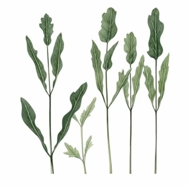 Watercolor of tall slender micro dainty poppy leaves. Ikebana poppy leaves typically have a distinctive elongated shape with a pointed tip, and are deeply lobed or dissected. The lobes are typically rounded or toothed, and may be arranged alternately or opposite each other along the stem. Floral Clipart, poppy, Minimalist Flowers Watercolor, Ikebana Clipart, Separated design