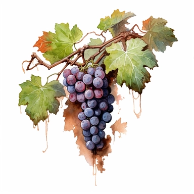 a Winery grapevines e in the style of watercolour clipart with detailed brush strokes