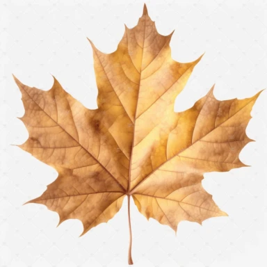 real photo maple leaf Clipart ,top space blank,white background