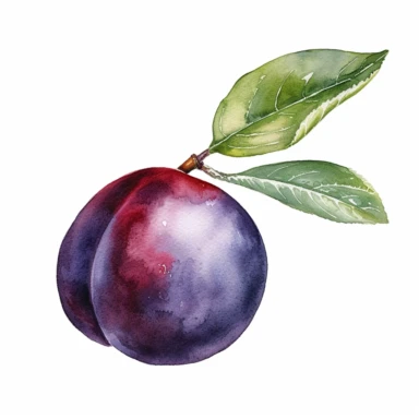 A beautiful watercolor clipart illustration of a Plum/Sloe Duke fruit, rendered without a background. The Plum/Sloe Duke fruit takes center stage in the illustration, its unique shape and rich colors brought to life with delicate watercolor brushstrokes. The illustration captures the velvety texture of the fruit's skin and the subtle variations in its hues, from deep purples to hints of blue and red. The watercolor medium adds a touch of artistic elegance, with gentle washes and intricate detail
