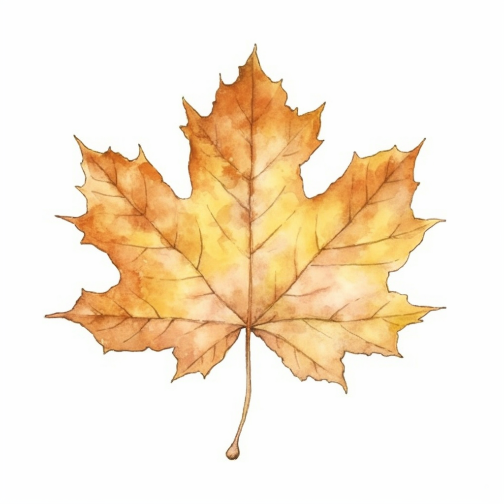 maple leaf cliparts