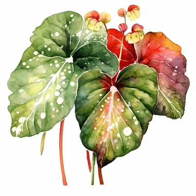 Clipart, Watercolor, Polka Dot Begonia's Illustration, botanical, Plantae, Tracheophytes Raddi, a tropical plant native to southeast Brazil. It has green oblong leaves in shaped of angel wing, in a vibrant olive green color, deep red purple undersides of leaves and polka dot finishes on top. It has silvery spattered dots on its surface and the undersides of leaves are red-purple