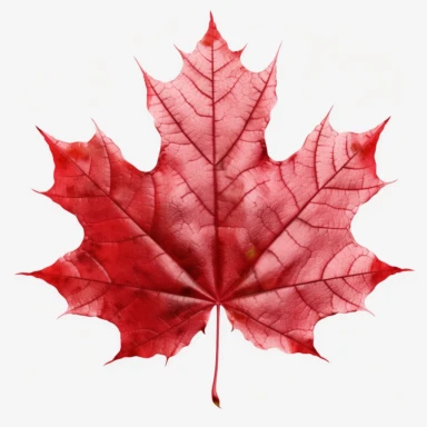 real photo maple leaf Clipart ,top space blank,white background