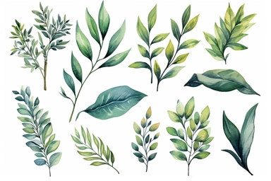 Hand drawn watercolor illustrations. Botanical clipart. Set of Green leaves, herbs and branches. Floral Design elements. Perfect for wedding invitations, greeting cards, blogs, posters and more