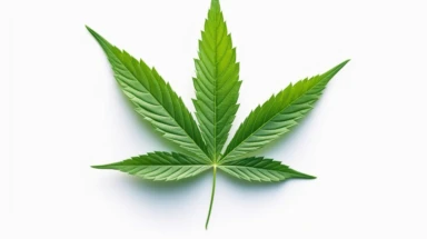 marijuana leaf, clipart, on white background 8k, UHD,