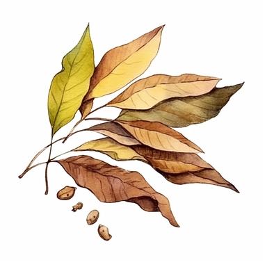a Dried up Tea leaves in the style of Watercolor Clipart, White Background