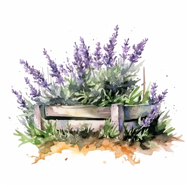 hedge with lavender, watercolor, clipart, one illustration per image, white background