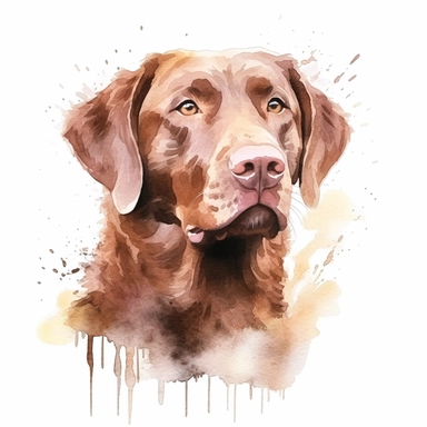 Chesapeake Bay Retriever dog, water color style, clipart, white background