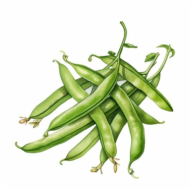 green beans, watercolor style, clipart, white background, vector