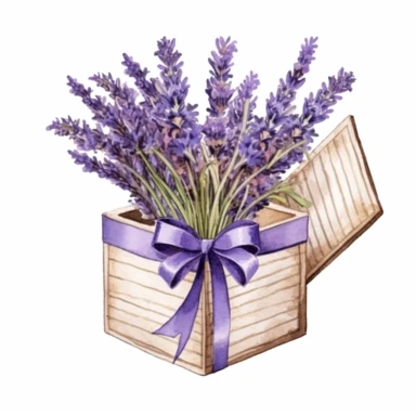 Open gift box filled with Lavender flowers, Watercolor Clipart style, Solid white background
