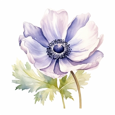 Anemone flower, water color style, clipart, white background