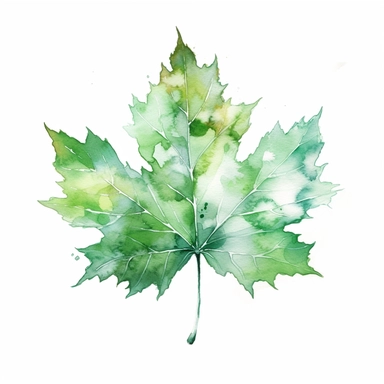 design a watercolor clipart of a green Maple Leaf