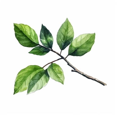 a little branch of a hackberry tree leaves, watercolor clipart, green leaves, cut out, simple line art drawing, thin black outlines