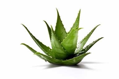 High - resolution, photorealistic clip art of a [aloe vera], isolated on a clean [white] background, this image features no border, frame, text, or typography, ensuring a clean and clear visual, the expert lighting and texture details showcase object simplicity.