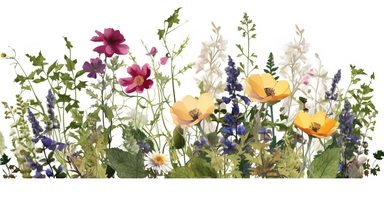 Pressed boho cottagecore snapdragon, cosmos, lupine, anemone and columbine floral border wildflowers with green foliages floral nature garden border, clipart with white background