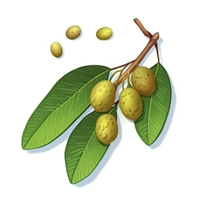 Isometric Sticker Clip Art of Lindentree Fruit, children friendly, illustrated in a playful and realistic style, perfect for any special occasion, cut out in the shape of a single very long Leaf with small balls, with no visible background, giving it the appearance of a sticker, conveying a mystical and whimsical mood, edited with Adobe Photoshop to adjust brightness and contrast, rendered as a transparent PNG file with a high resolution to ensure a crisp and clear image with no pixelation, suit