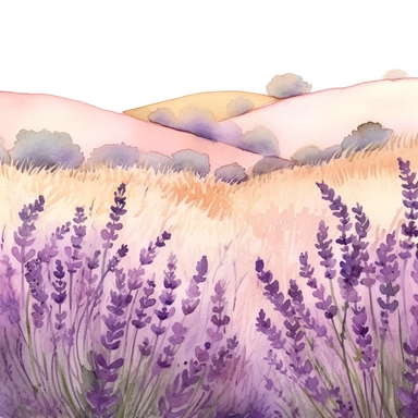 Clipart, watercolor, lavender fields, botanical illustration, hand drawn, texture