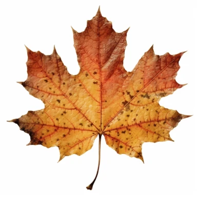 a large maple leaf with slightly crinkled edges in autumn colours on a white background, clipart, vintage style--q2--v5.1--s1000