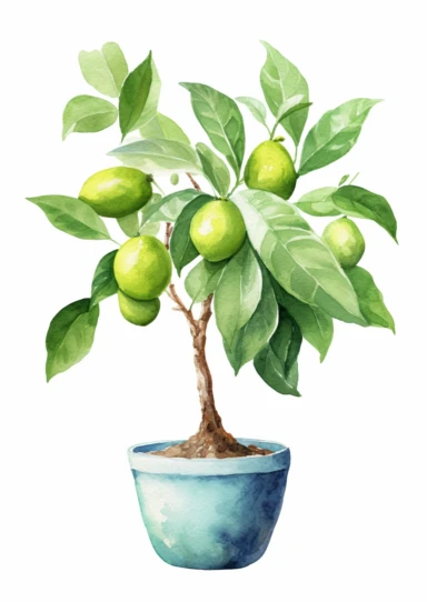 little watercolor avocado tree growing in mediterranean pot clipart on white background