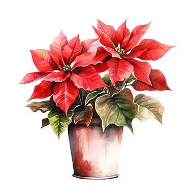 vector watercolor cute vintage Christmas poinsettia potted clipart on white background, fall, Christmas potted poinsettia, photorealistic, ultrarealistic, no background, on whit