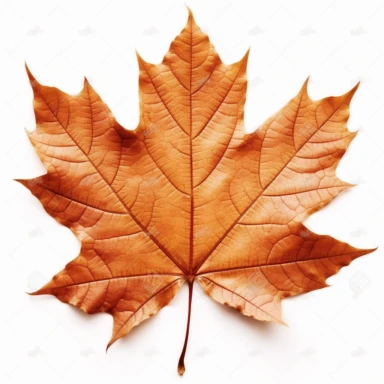 real photo maple leaf Clipart ,top space blank,white background