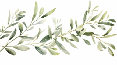 Watercolor olive branches leaves, clipart, isolated white background
