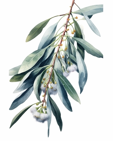 Eucalyptus Tree Watercolor Cliparts Illustrations isolated on white background “Photorealism” taken with macro lens 100 mm on a full-frame camera
