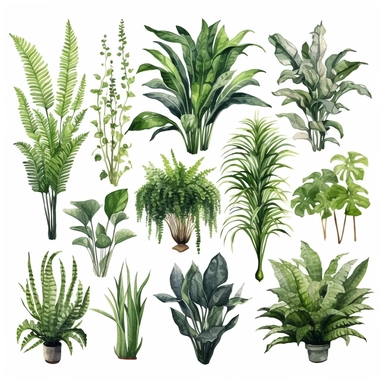 BOSTON FERN, DWARF DATE PALM, SPIDER PLANT, CHINESE EVERGREEN, DEVIL’S IVY, BROADLEAF LADY PALM, PEACE LILY, BARBERTON DAISY, watercolor, Object, vector collection, clipart, 8k, white background.