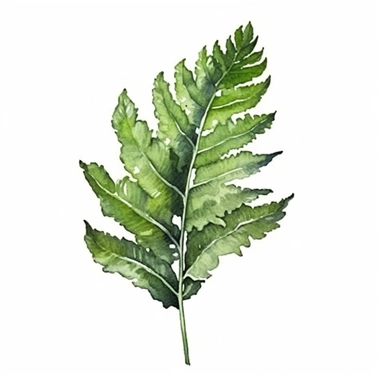 Gree Leaf Fern in Watercolor hyper-realistic detailed illustrations, elegant water ink brush strokes techniques, delicate markings, monochromatic paintings, free brushwork, watercolor illustrations, painted illustrations Clipart, White Background Clipart, White Background