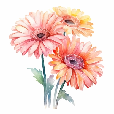 Watercolor, Gerbera daisy flowers, white background, high resolution, Clipart