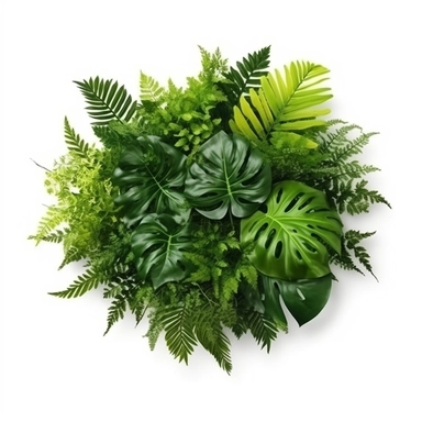 Tropical green leaves forest plant Monstera, fern, and climbing bird’s nest fern foliage plants floral bunch for wedding and ceremony decoration isolated on white background with clipping path.