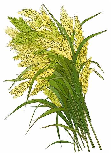 a bunch of green rice, surrounded by clipart leaf clipart, in the style of gene luen yang, realistic brushwork, light yellow and amber, simplified line work, françois boquet, realistic detail, stock photo
