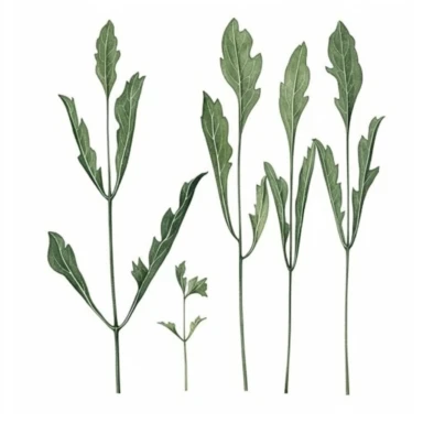 Watercolor of tall slender micro dainty poppy leaves. Ikebana poppy leaves typically have a distinctive elongated shape with a pointed tip, and are deeply lobed or dissected. The lobes are typically rounded or toothed, and may be arranged alternately or opposite each other along the stem. Floral Clipart, poppy, Minimalist Flowers Watercolor, Ikebana Clipart, Separated design