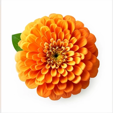 orange zinnia flower clipart, vibrant colors, hyper realism, white background