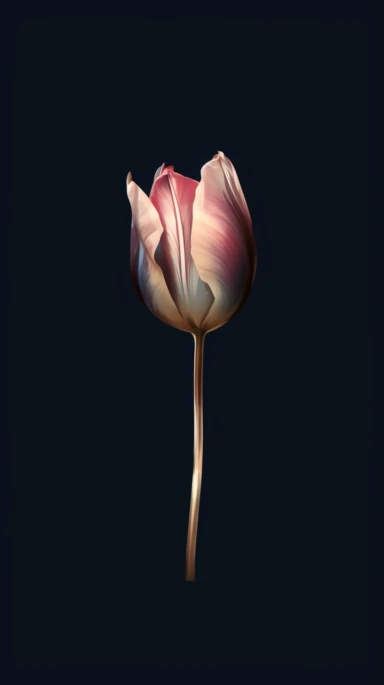 cute aesthetic minimalist iPhone wallpaper, featuring a single tulip watercolour clipart, pink, dark blue and brown elegant shades, gold edges