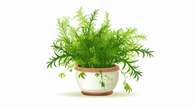 Cartoon potted plant asparagus fern clipart, white background,