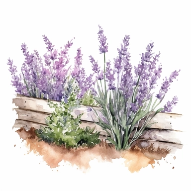 hedge with lavender, watercolor, clipart, one illustration per image, white background