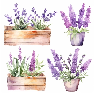 different types of watercolor lavender-colored flowers growing out of a flower box, lavender flower wooden box, watercolor lavender garden Clipart, secret garden theme, Provence floral spring, each image must be on a white background with margins, each image must be separated by a margin, single design clip art 8k, s750