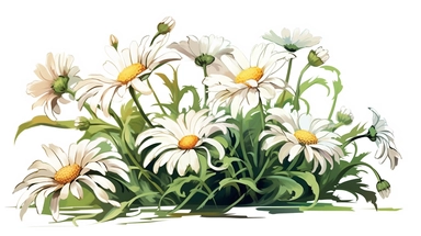 isolated flat clipart on a white background of a beautiful daisies, in the style of daniel f. gerhartz, close-up view, in the style of martin ansin, bruce timm, ralph bakshi, transcendent, nikon d850, art of burma, captures the essence of nature, in the style of organic forms and patterns, black green and dark navy, subtle ink landscapes, expansive skies, hyper-detailed illustrations, i can't believe how beautiful this is, lively colors