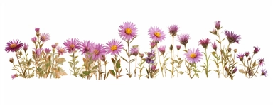 pressed small scale of England Aster flowers in vertical arrangement, herbarium watercolor-clipart style, on white background,