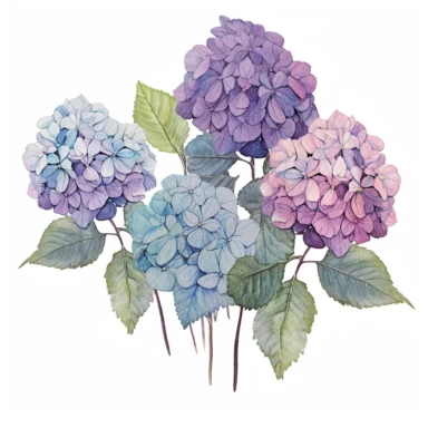 Design a dreamy watercolor clipart of japanese-inspired Hydrangea blooms with long branches in shades of blue, purple, and pink arranged in a lush and full bouquet composition, hand-painted with soft and graceful brushstrokes. Draw inspiration from the artistic finesse of Ethereal Petals Watercolors for a refined and ethereal depiction. isolated on a white background, hand-drawn illustration, hand-painted watercolor texture, 16k UHD resolution, intricately detailed, sharp focal points, designed 