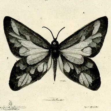 butterfly, moth, vintage clipart, clip art, public domain, copyright free, etching, 1800s, black white