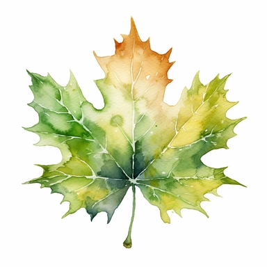 design a watercolor clipart of a green Maple Leaf